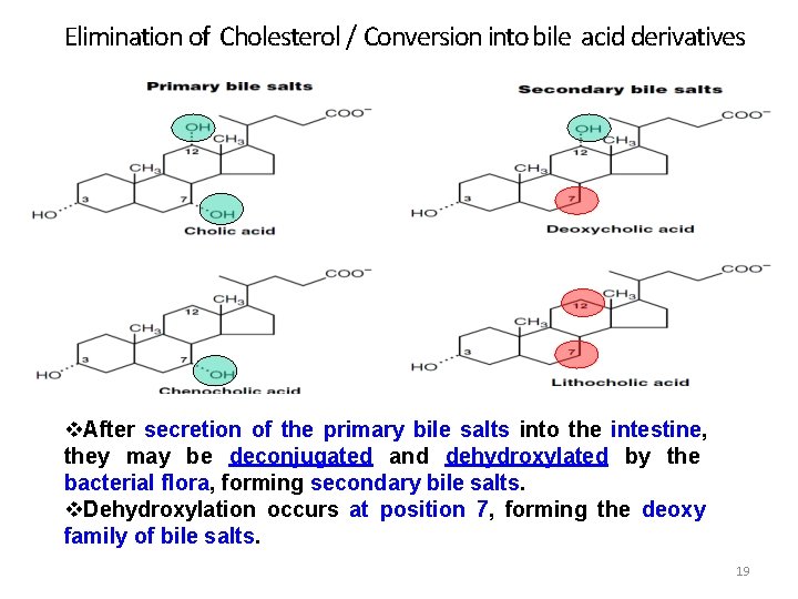 Elimination of Cholesterol / Conversion into bile acid derivatives After secretion of the primary