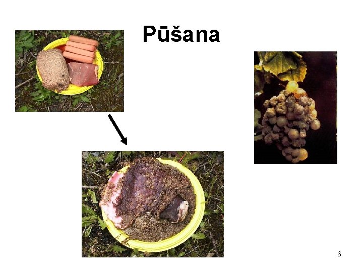 Pūšana 6 