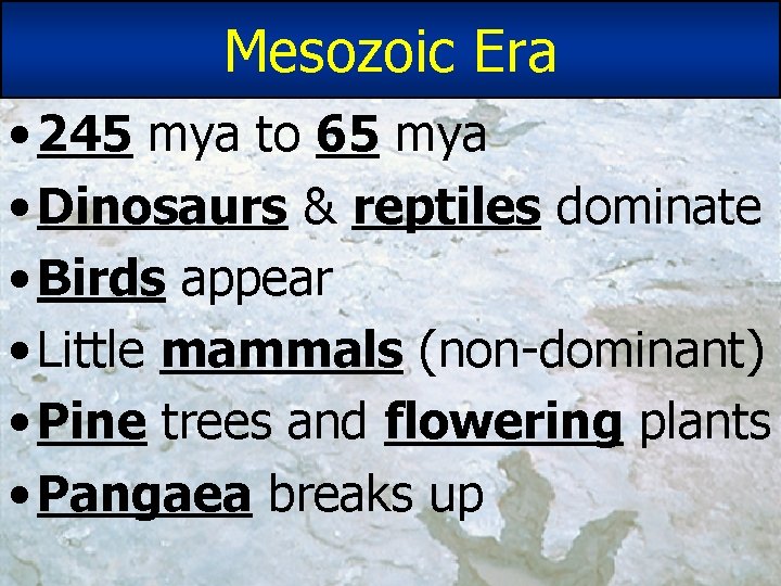Mesozoic Era • 245 mya to 65 mya • Dinosaurs & reptiles dominate • Mesozoic Era • 245 mya to 65 mya • Dinosaurs & reptiles dominate •