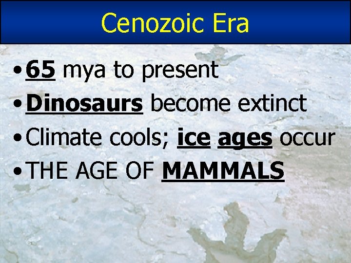 Cenozoic Era • 65 mya to present • Dinosaurs become extinct • Climate cools; Cenozoic Era • 65 mya to present • Dinosaurs become extinct • Climate cools;
