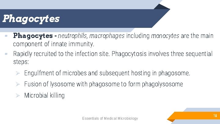 Phagocytes ▰ Phagocytes - neutrophils, macrophages including monocytes are the main component of innate