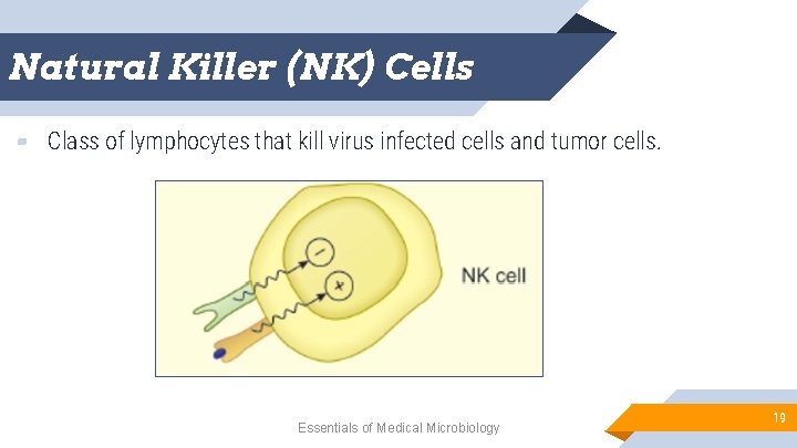 Natural Killer (NK) Cells ▰ Class of lymphocytes that kill virus infected cells and