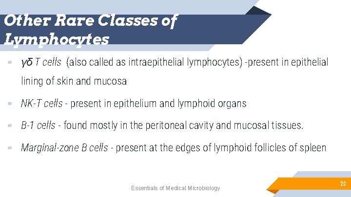 Other Rare Classes of Lymphocytes ▰ γδ T cells (also called as intraepithelial lymphocytes)