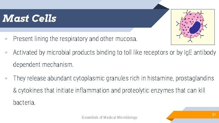 Mast Cells ▰ Present lining the respiratory and other mucosa. ▰ Activated by microbial