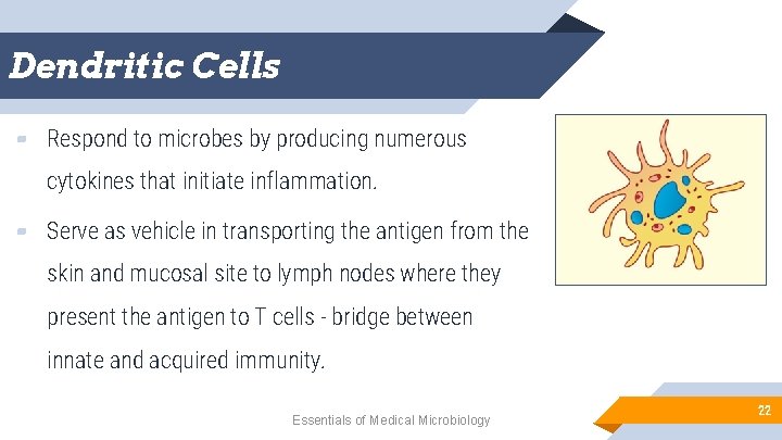 Dendritic Cells ▰ Respond to microbes by producing numerous cytokines that initiate inflammation. ▰