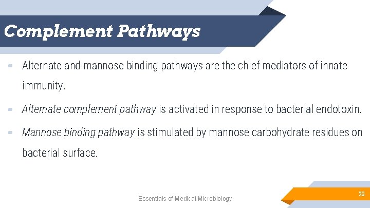 Complement Pathways ▰ Alternate and mannose binding pathways are the chief mediators of innate