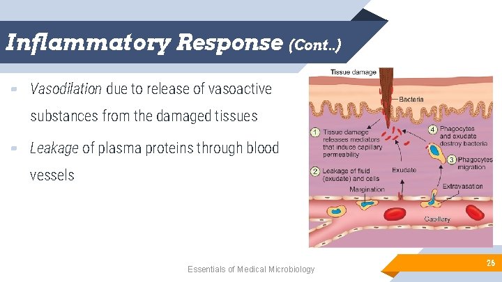 Inflammatory Response (Cont. . ) ▰ Vasodilation due to release of vasoactive substances from