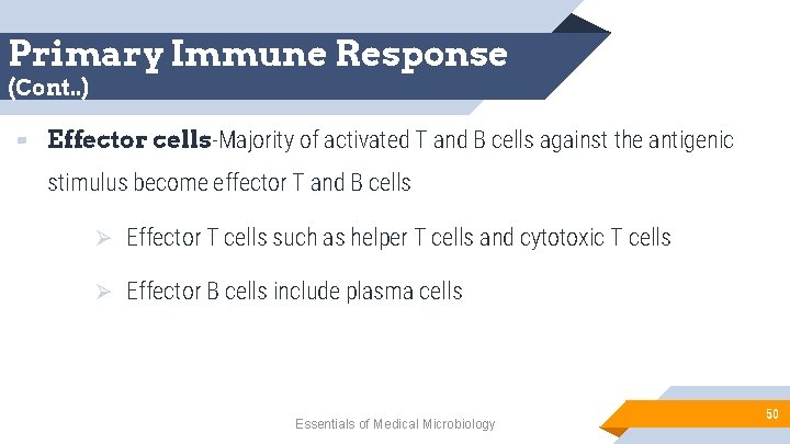 Primary Immune Response (Cont. . ) ▰ Effector cells-Majority of activated T and B