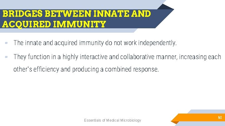 BRIDGES BETWEEN INNATE AND ACQUIRED IMMUNITY ▰ The innate and acquired immunity do not