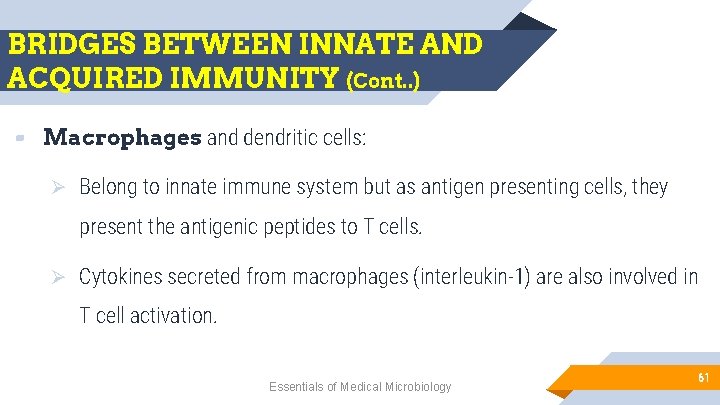 BRIDGES BETWEEN INNATE AND ACQUIRED IMMUNITY (Cont. . ) ▰ Macrophages and dendritic cells: