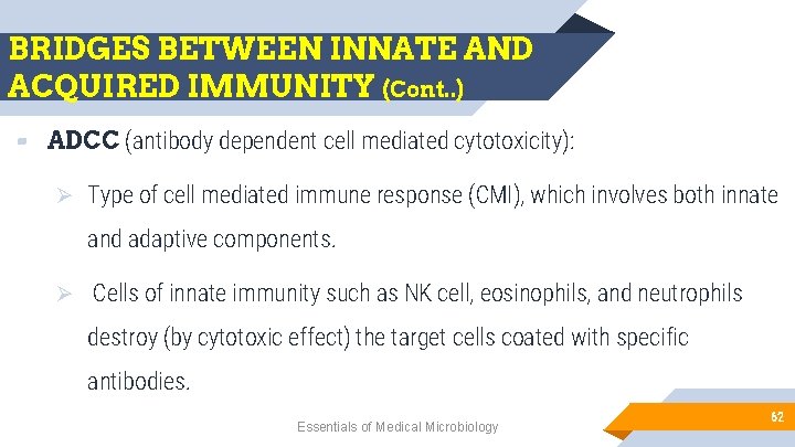 BRIDGES BETWEEN INNATE AND ACQUIRED IMMUNITY (Cont. . ) ▰ ADCC (antibody dependent cell