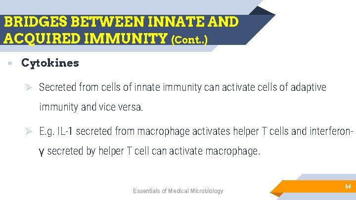 BRIDGES BETWEEN INNATE AND ACQUIRED IMMUNITY (Cont. . ) ▰ Cytokines Ø Secreted from