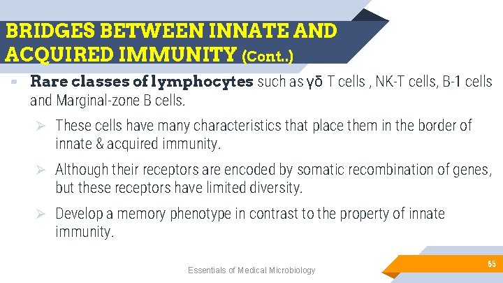 BRIDGES BETWEEN INNATE AND ACQUIRED IMMUNITY (Cont. . ) ▰ Rare classes of lymphocytes