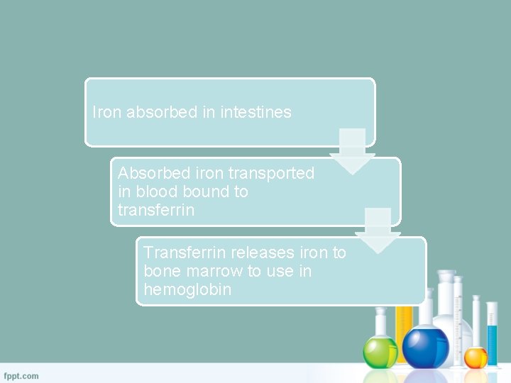 Iron absorbed in intestines Absorbed iron transported in blood bound to transferrin Transferrin releases