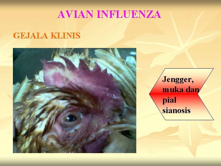 AVIAN INFLUENZA GEJALA KLINIS Jengger, muka dan pial sianosis 