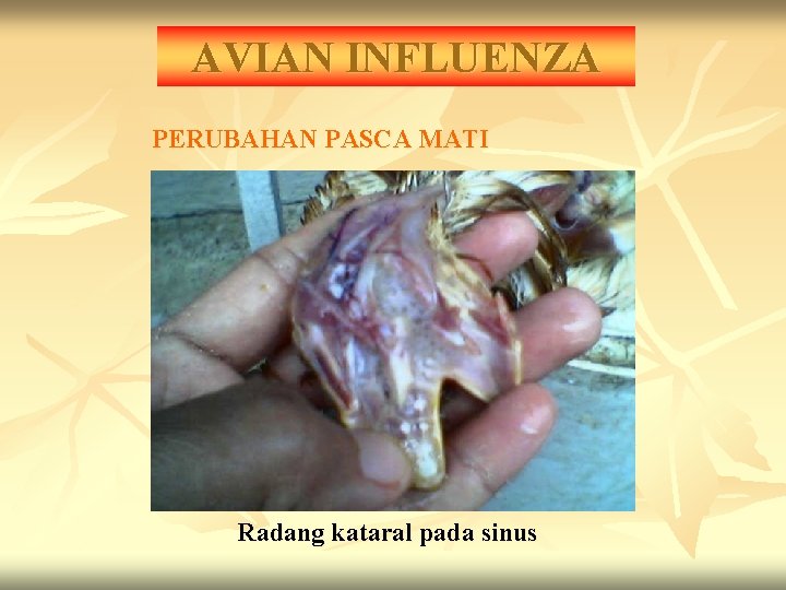 AVIAN INFLUENZA PERUBAHAN PASCA MATI Radang kataral pada sinus 