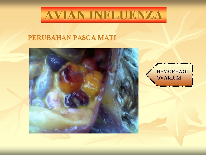 AVIAN INFLUENZA PERUBAHAN PASCA MATI HEMORHAGI OVARIUM 