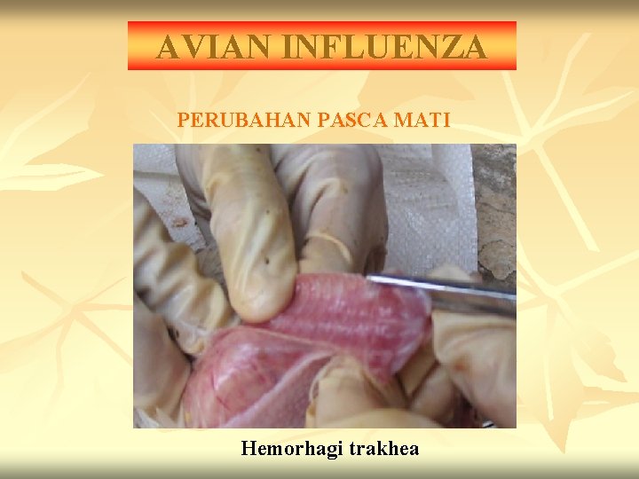 AVIAN INFLUENZA PERUBAHAN PASCA MATI Hemorhagi trakhea 