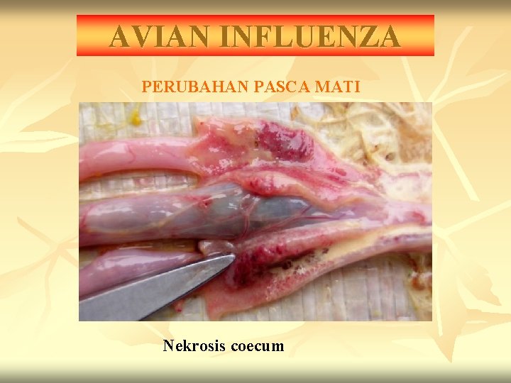 AVIAN INFLUENZA PERUBAHAN PASCA MATI Nekrosis coecum 