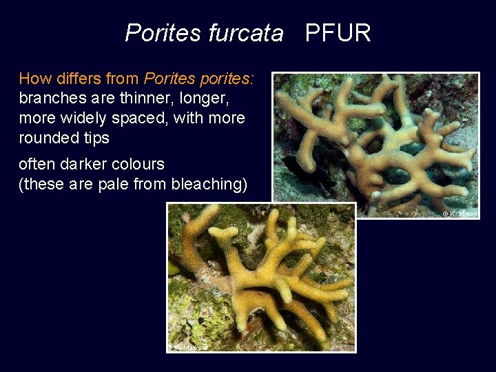 Porites furcata PFUR How differs from Porites porites: branches are thinner, longer, more widely