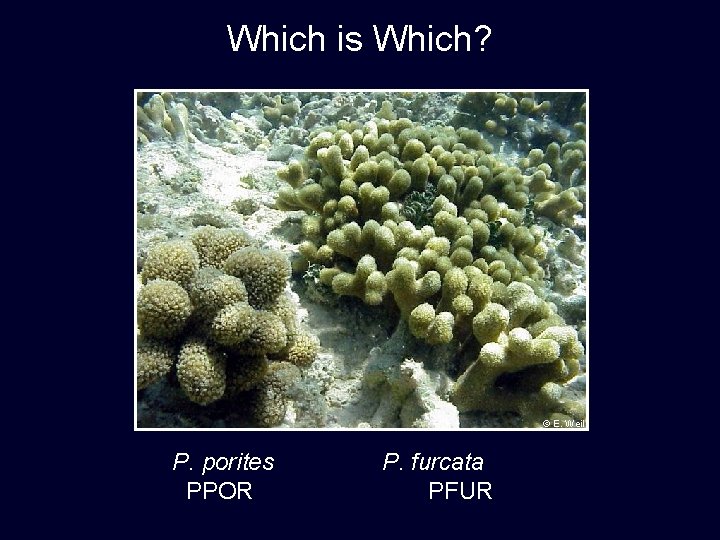 Which is Which? © E. Weil P. porites PPOR P. furcata PFUR 