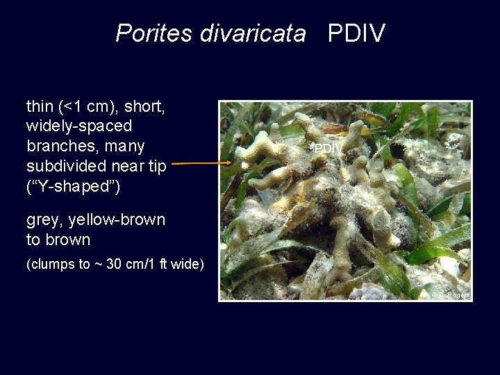 Porites divaricata PDIV thin (<1 cm), short, widely-spaced branches, many subdivided near tip (“Y-shaped”)