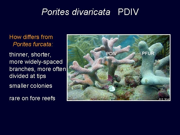 Porites divaricata PDIV How differs from Porites furcata: thinner, shorter, more widely-spaced branches, more