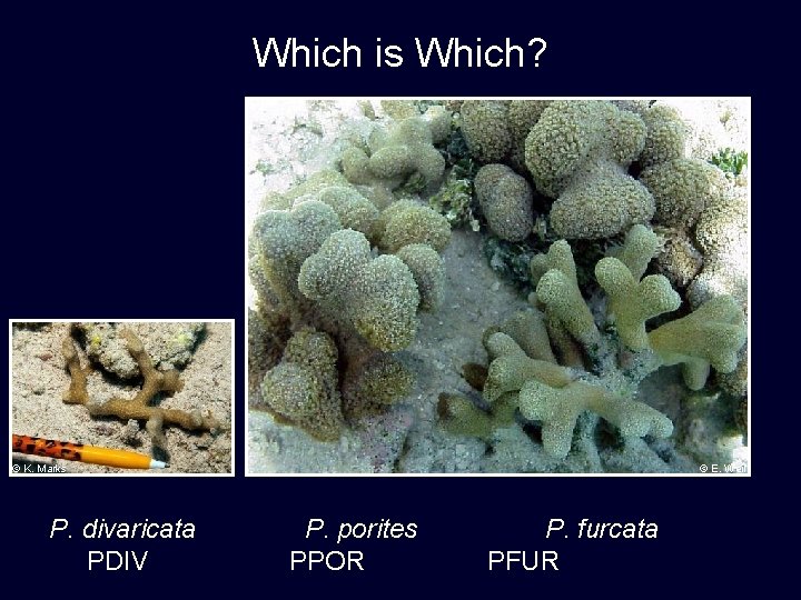 Which is Which? © E. Weil © K. Marks P. divaricata PDIV © E.