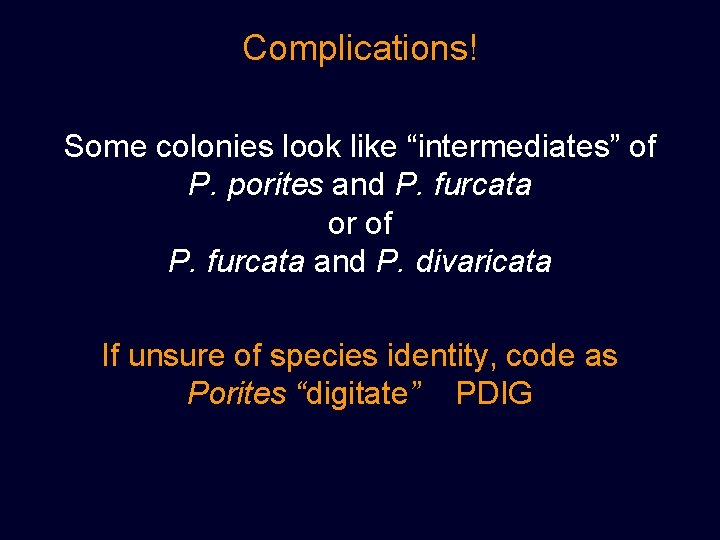 Complications! Some colonies look like “intermediates” of P. porites and P. furcata or of