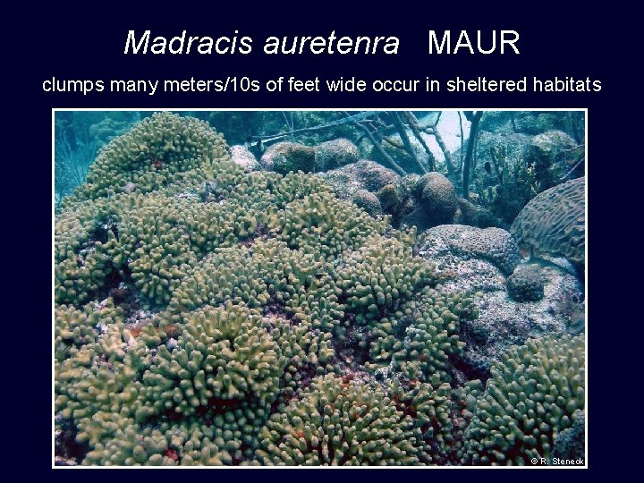Madracis auretenra MAUR clumps many meters/10 s of feet wide occur in sheltered habitats
