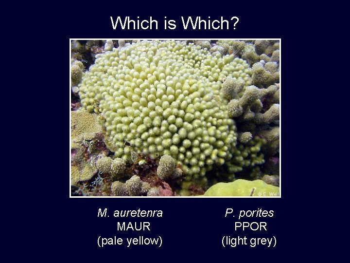 Which is Which? © E. Weil M. auretenra MAUR (pale yellow) P. porites PPOR