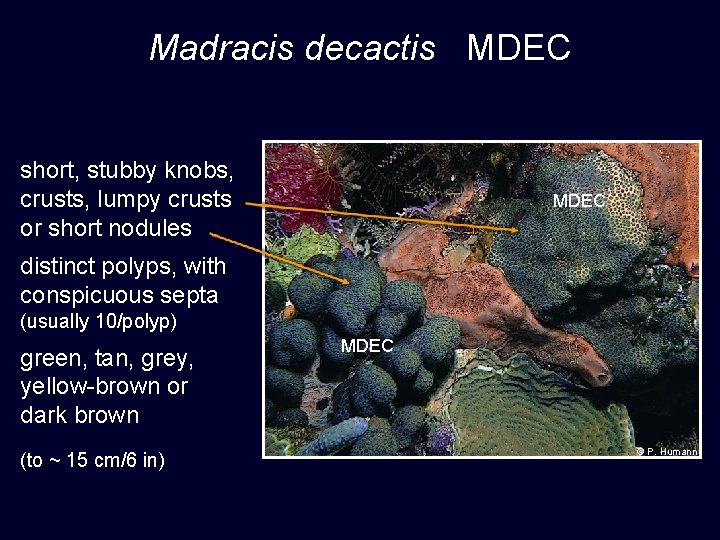 Madracis decactis MDEC short, stubby knobs, crusts, lumpy crusts or short nodules MDEC distinct