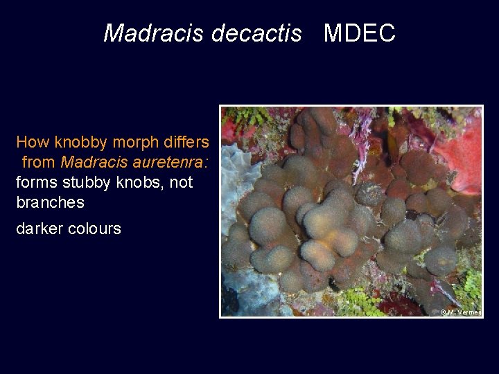 Madracis decactis MDEC How knobby morph differs from Madracis auretenra: forms stubby knobs, not