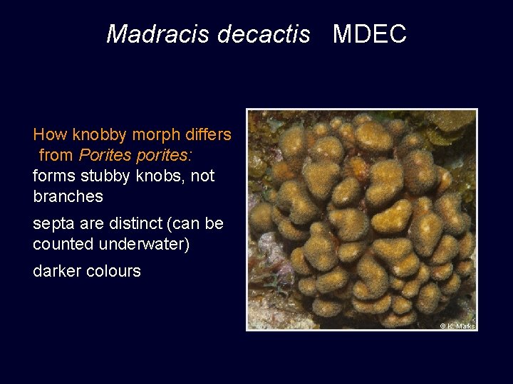 Madracis decactis MDEC How knobby morph differs from Porites porites: forms stubby knobs, not