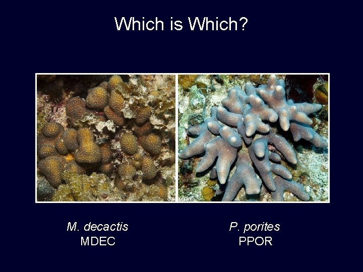 Which is Which? © K. Marks M. decactis MDEC P. porites PPOR 