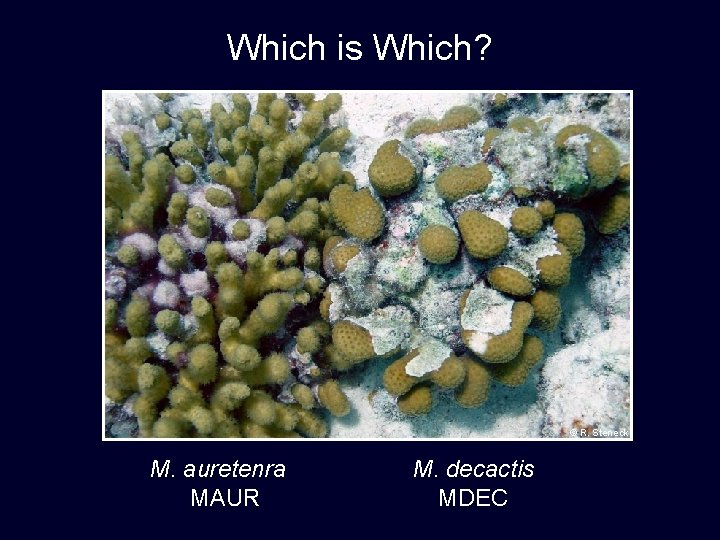 Which is Which? © R. Steneck M. auretenra MAUR M. decactis MDEC 