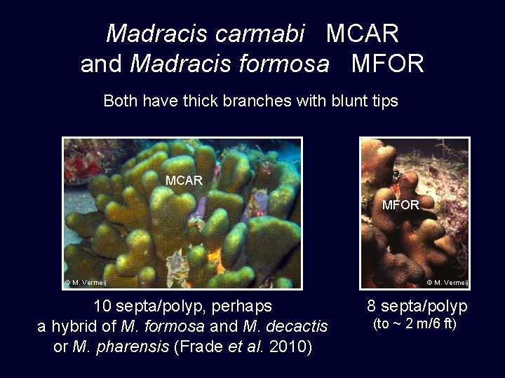Madracis carmabi MCAR and Madracis formosa MFOR Both have thick branches with blunt tips