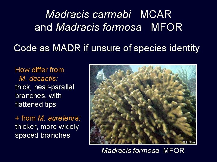 Madracis carmabi MCAR and Madracis formosa MFOR Code as MADR if unsure of species