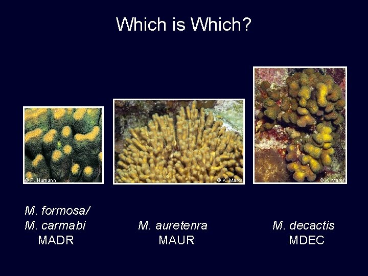 Which is Which? © P. Humann M. formosa/ M. carmabi MADR © K. Marks