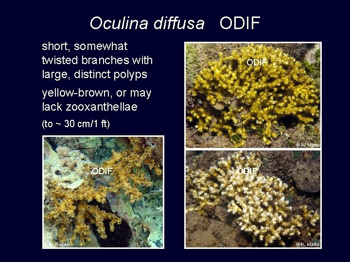 Oculina diffusa ODIF short, somewhat twisted branches with large, distinct polyps ODIF yellow-brown, or