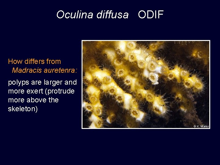 Oculina diffusa ODIF How differs from Madracis auretenra: polyps are larger and more exert