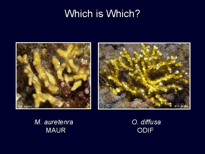 Which is Which? © K. Marks M. auretenra MAUR O. diffusa ODIF 