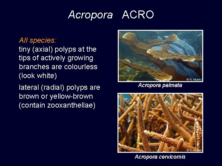 Acropora ACRO All species: tiny (axial) polyps at the tips of actively growing branches