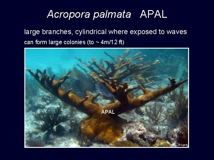 Acropora palmata APAL large branches, cylindrical where exposed to waves can form large colonies