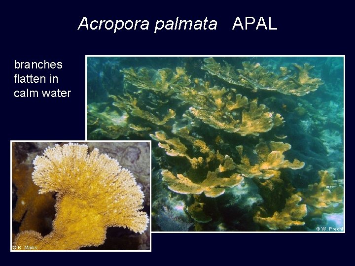 Acropora palmata APAL branches flatten in calm water © W. Precht © K. Marks