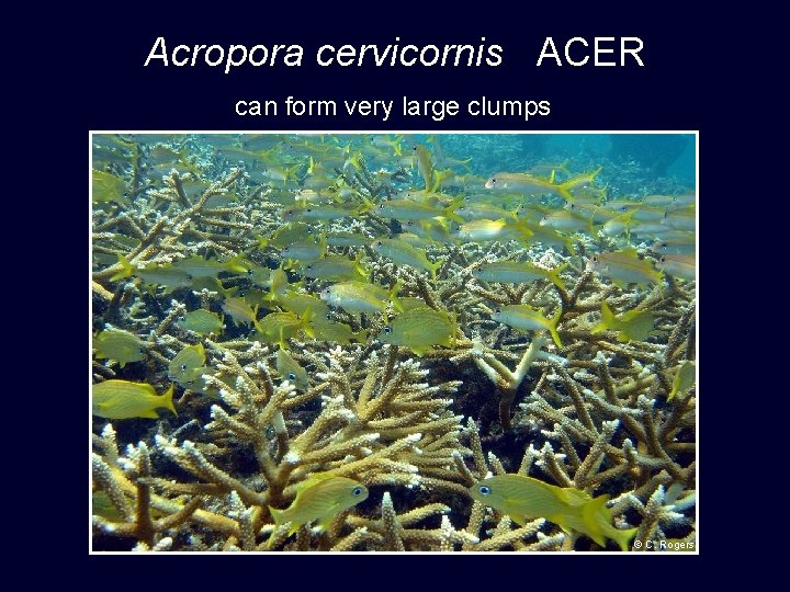 Acropora cervicornis ACER can form very large clumps © C. Rogers 