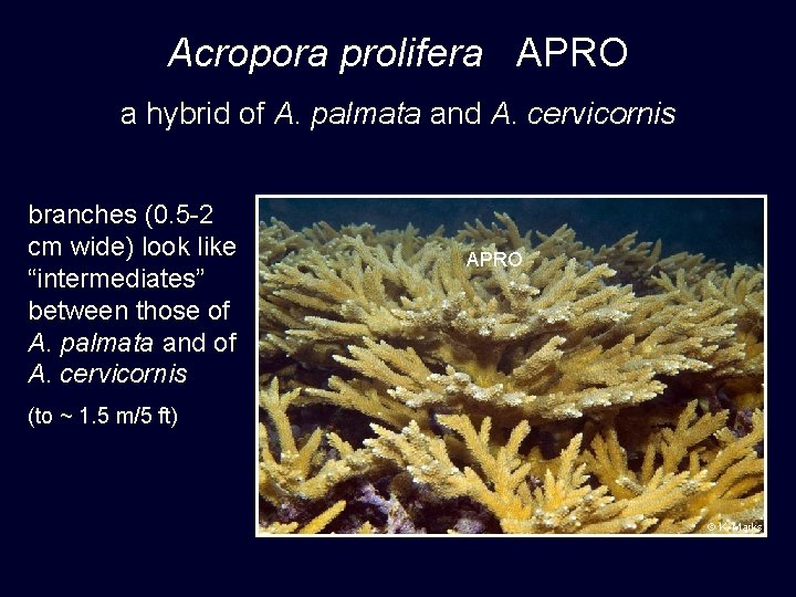 Acropora prolifera APRO a hybrid of A. palmata and A. cervicornis branches (0. 5