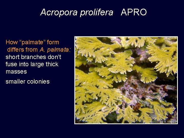 Acropora prolifera APRO How “palmate” form differs from A. palmata: short branches don’t fuse