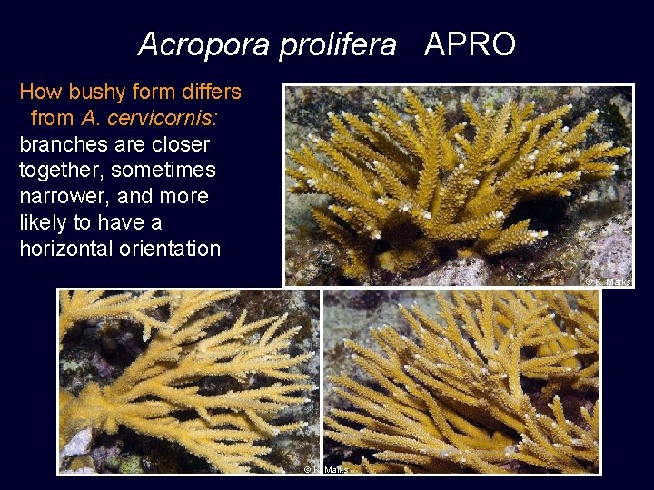 Acropora prolifera APRO How bushy form differs from A. cervicornis: branches are closer together,