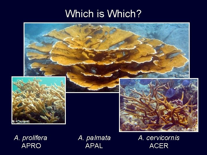 Which is Which? © C. Rogers © A. Yniguez © C. Rogers A. prolifera